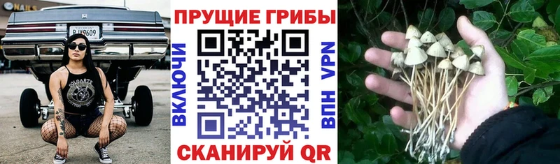 Галлюциногенные грибы Cubensis Котельниково